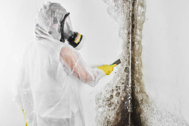 Best Commercial Mold Inspection  in Holley, FL